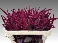Amaranthus Cruentus Velvet 70cm