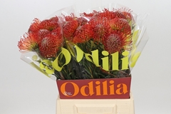 Leucospermum Succession 50cm