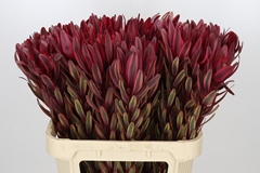 Leucadendron Jester 80cm