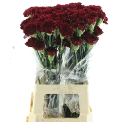 Dianthus Single Zurigo 70cm