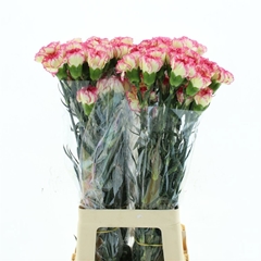 Dianthus Single Spritz 70cm
