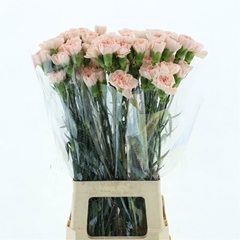 Dianthus Single Noviado 70cm