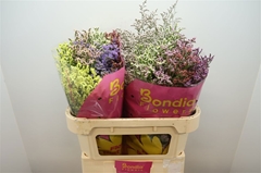Limonium Sinense Diamond Mix 70cm 30gr.
