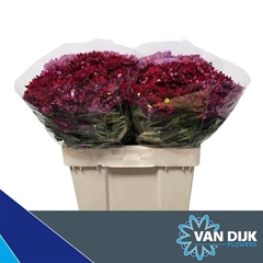Chrysanth Spray Mexicano 55cm 40gr.