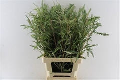 Grevillea Ivanhoe Bronze 70cm
