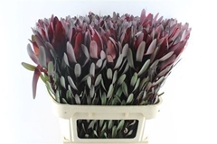 Leucadendron Safari Sunset 80cm