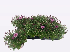 Chrysanth Flair Pink 12Ø 22cm