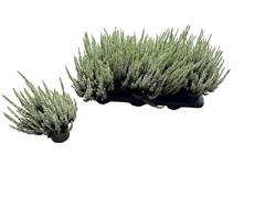Calluna Beauty Ladies Mix 11Ø 20cm