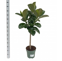 Ficus Robusta 27Ø 130cm