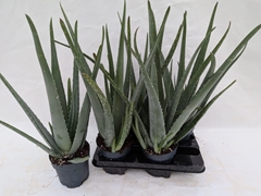 Aloe Vera 14Ø 58cm