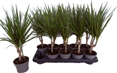 Dracaena 12Ø 45cm