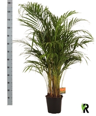 Dypsis Lutescens 21Ø 130cm