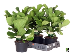 Ficus Lyrata 21Ø 65cm