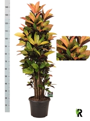 Codiaeum Small Leaf Mrs Iceton 30Ø 140cm