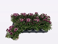 Chrysanthemum Podium Pink Bicolor 12Ø 20cm