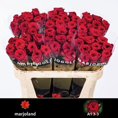Rosa Red Naomi! 70cm