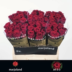 Rosa Red Naomi! 60cm
