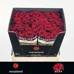 Rosa Red Naomi! 60cm
