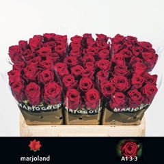 Rosa Red Naomi! 50cm
