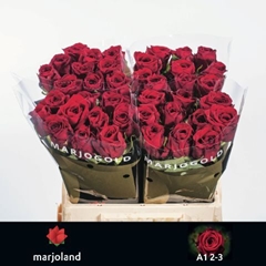 Rosa Red Naomi! 40cm