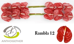 Anthurium Rambla 13cm Hd