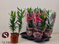 Lily Oriental Reeleeze 17Ø 55cm