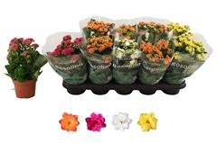 Kalanchoe Double Rosaline Mix 12Ø 27cm
