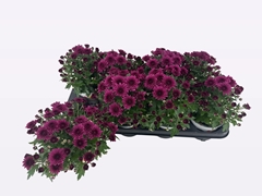 Chrysanth Gardenmumsaic Double Purple 12Ø 22cm