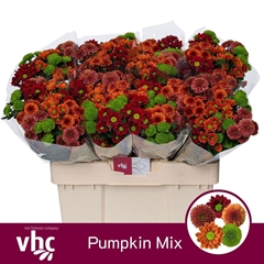 Chrysanth Santini Mix 55cm 40gr.