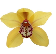 Cymbidium La Vie Stella 80cm
