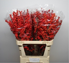 Ilex Verticillata 80cm