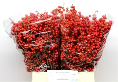 Ilex Verticillata 40cm