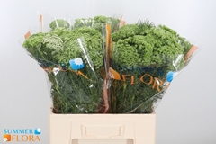 Ammi Visnaga 60cm