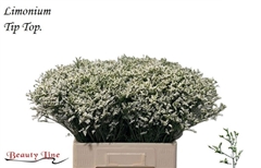 Limonium Sinense Sensy Tip Top 60cm 20gr.