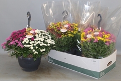 Chrysanthemum Skyfall Mix 23Ø 50cm