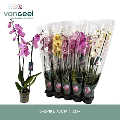 Phalaenopsis Mix 7 Colours 12Ø 75cm 3st