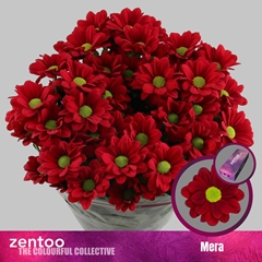 Chrysanth Spray Mera 70cm 95gr.