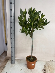 Laurus 20Ø 100cm