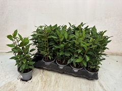 Laurus 11Ø 35cm