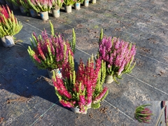 Calluna Vulgaris Beauty Seasons Mintberry Mix 11Ø 25cm