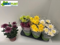 Chrysanth Anastasia Mix 15Ø 32cm
