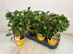 Citrus Limon 14Ø 40cm