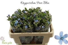 Oxypetalum Tanioka Pure Blue 50cm