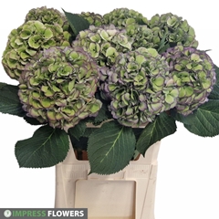 Hydrangea Elbtal Classic 80cm 19-21cm Hd