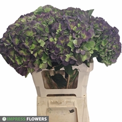 Hydrangea Verena Blue Classic 60cm 18-20cm Hd