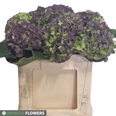 Hydrangea Verena Blue Classic 50cm 13-15cm Hd