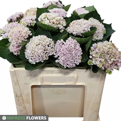 Hydrangea Revolution Pink 50cm 8-10cm Hd