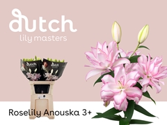 Lily Oriental Double Roselily Anouska 85cm 3+