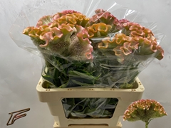 Celosia Muse Pink 56cm