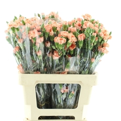 Dianthus Spray Peach Vanilla 60cm